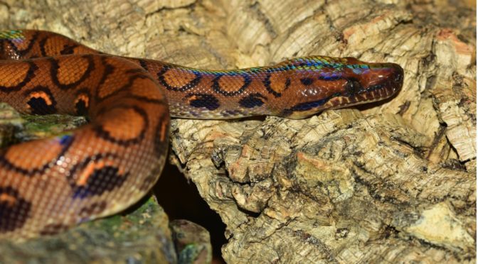 Rainbow Boa Constrictor Snake