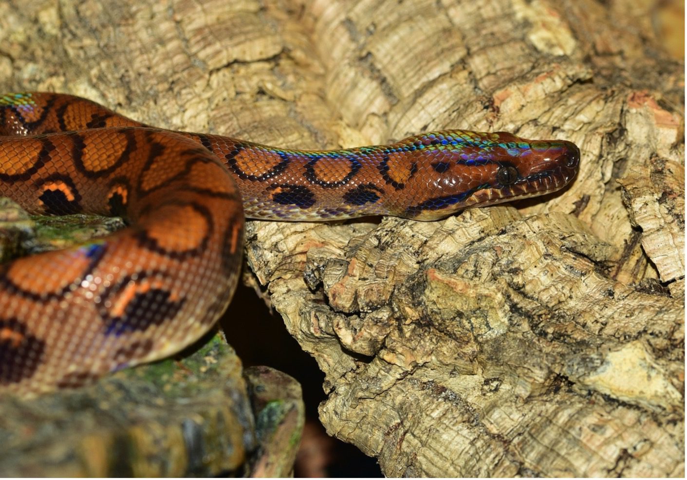 Rainbow Boa Constrictor Snake