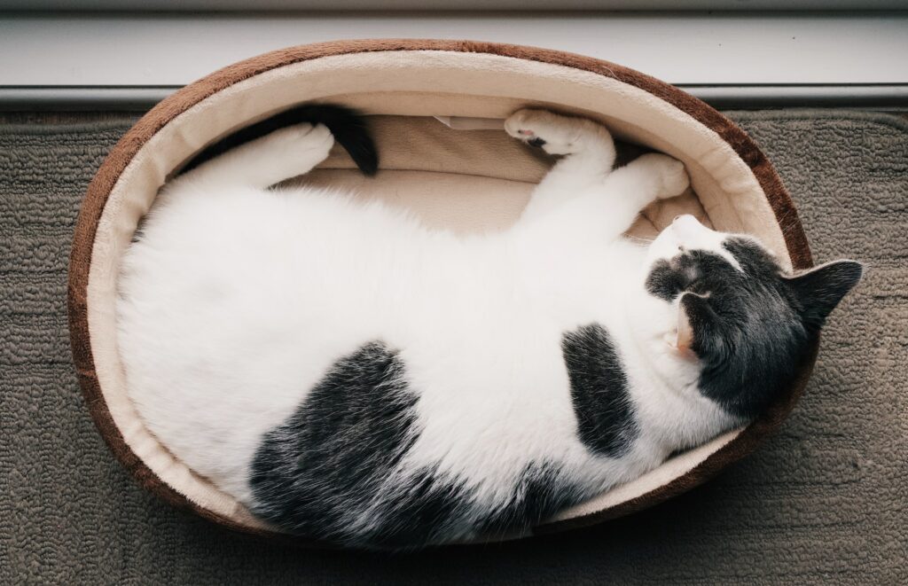 best heated cat bed