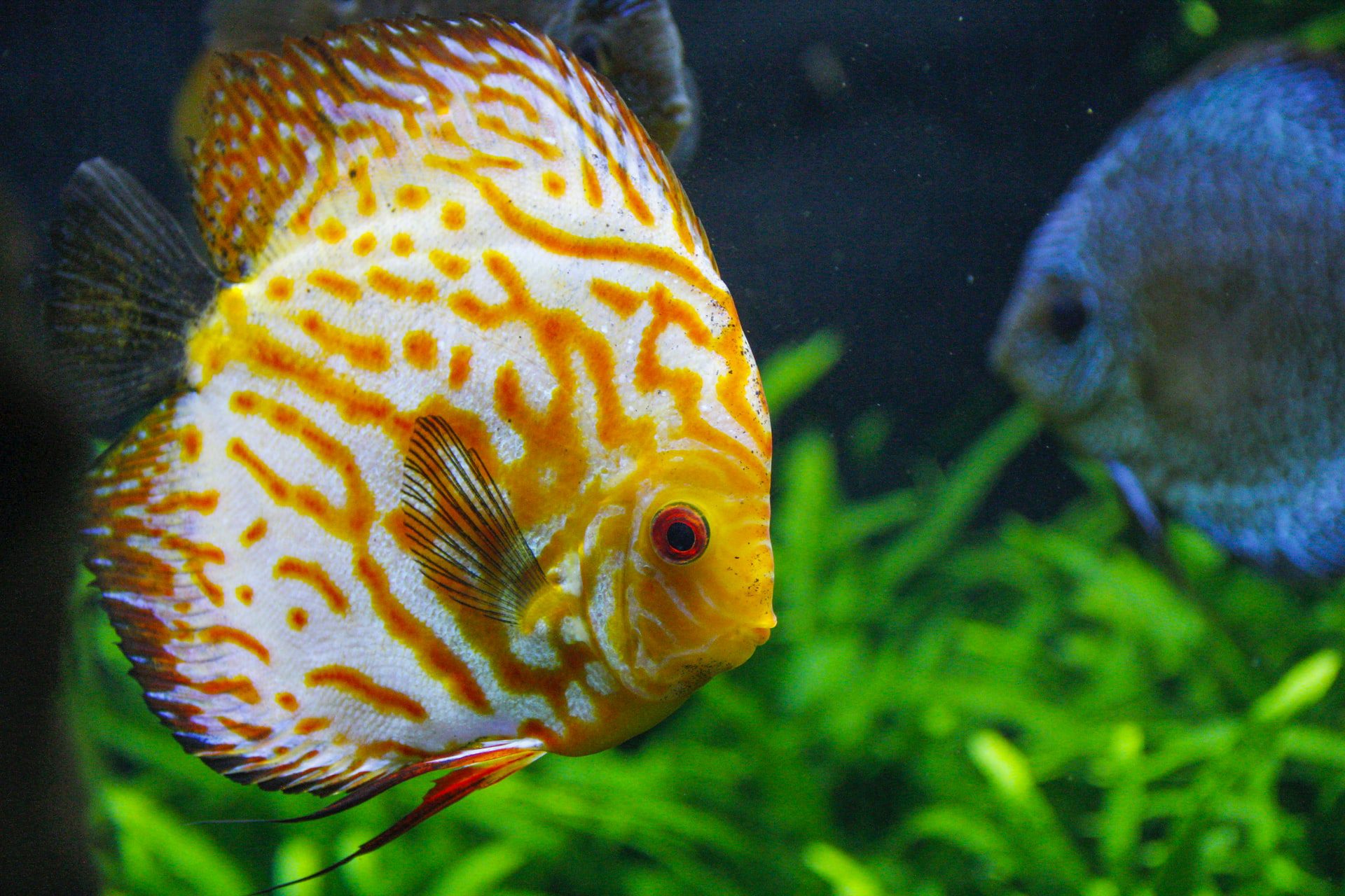 How Hard is It To Take Care of Discus Fish?