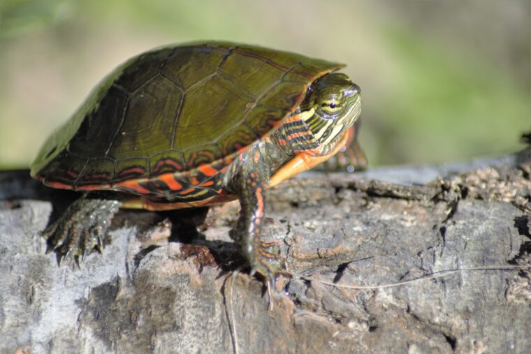 Painted turtle in habitat