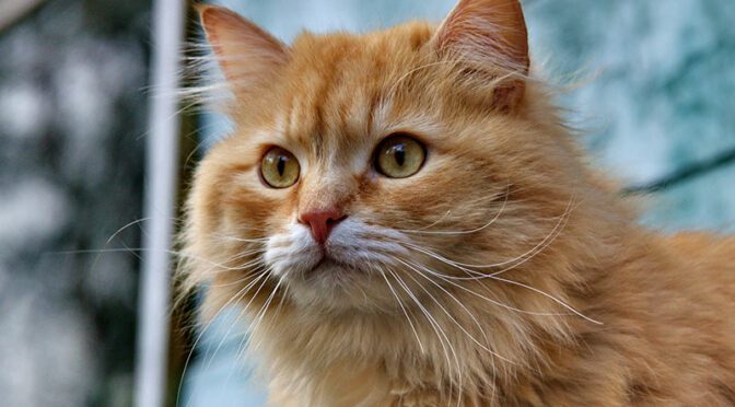 Best cat litter for long haired cats