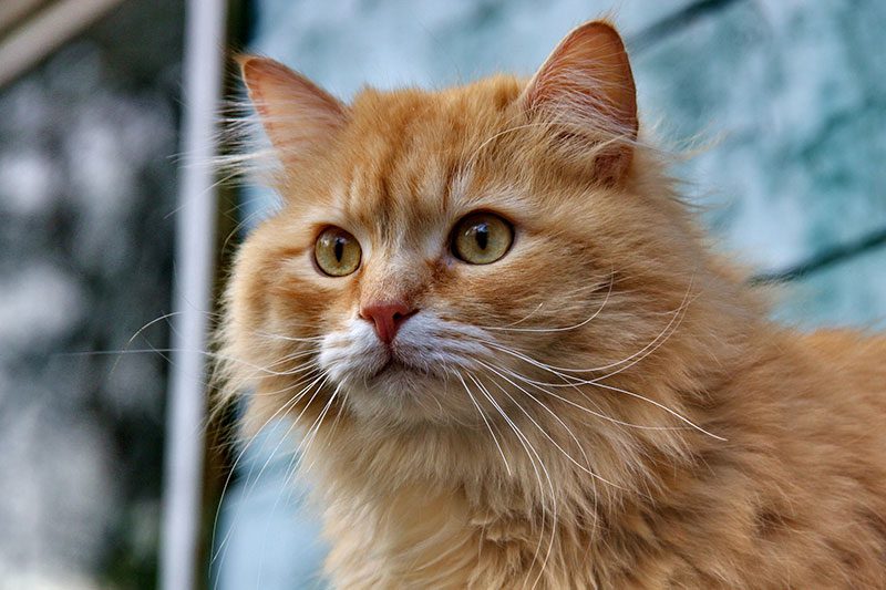 Best cat litter for long haired cats