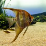 How Big Do Angelfish Get and How Long Do They Live?