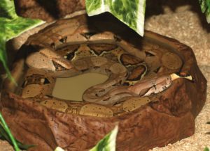 Red tail boa in water