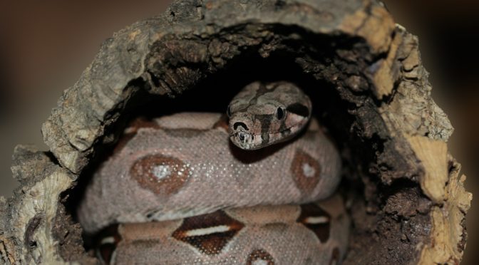Red-tail boa snake in log