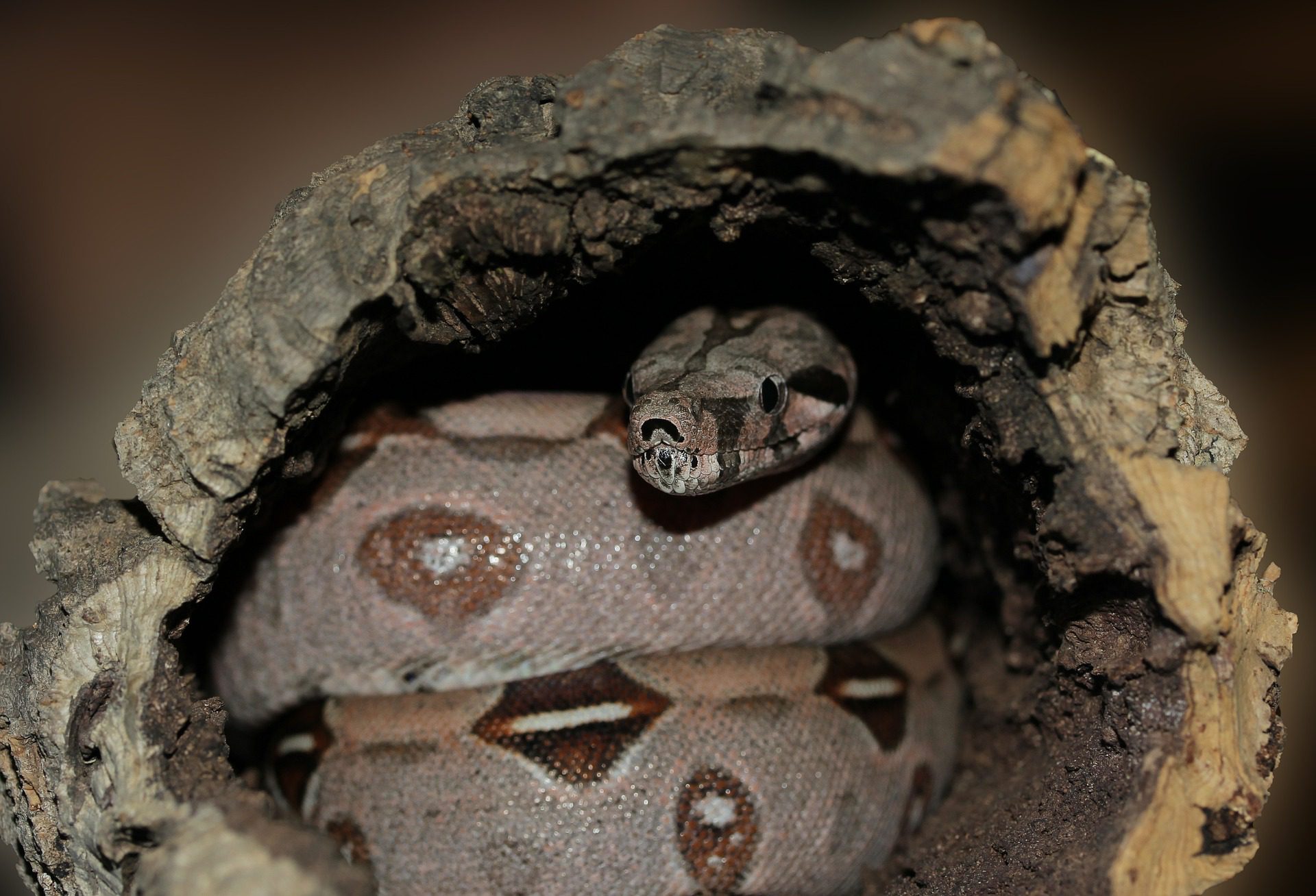 Sipa emperor snake in log
