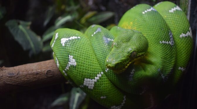 Emerald tree boa constrictor snake coiled around a branch