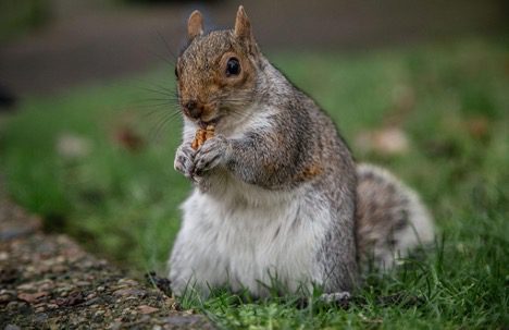 squirrels eat meat