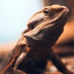 Top Five Most Common Types of Pet Lizards