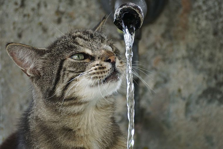 best water fountain for cats