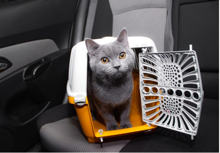 survival guide to car travel with pets