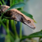 How To Take Care of a Crested Gecko