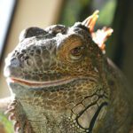 How to Take Care of a Green Iguana