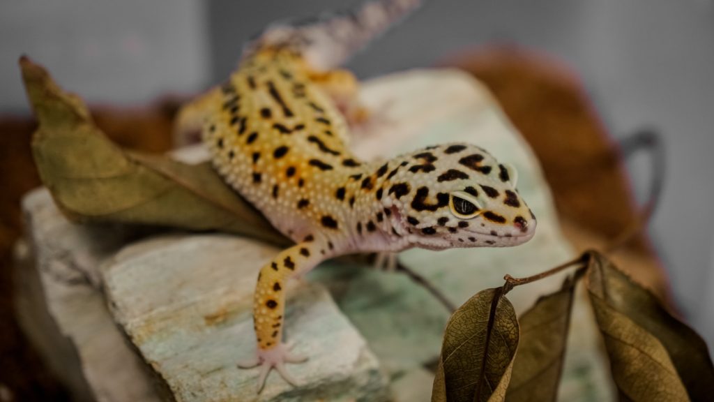 Leopard Gecko on Rock