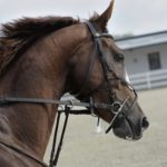 Which Is Better—Wood or Metal Horse Barns