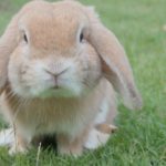 What Are the Best Chew Toys for Rabbits