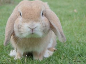 Mini Lops pet rabbit