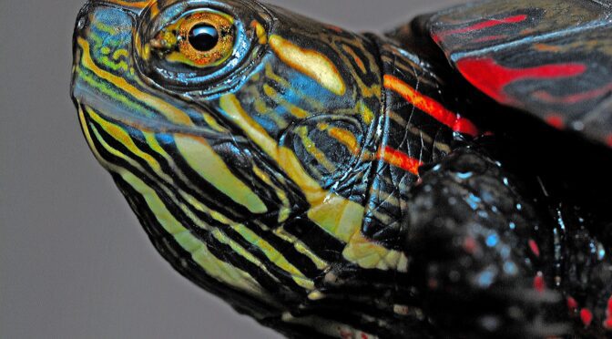 Painted turtle head photo